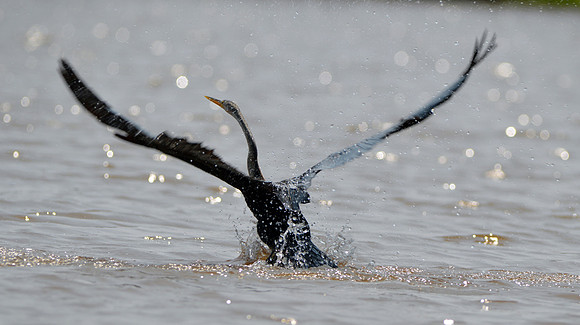 Oriental Darter