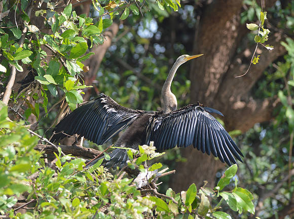 Oriental Darter