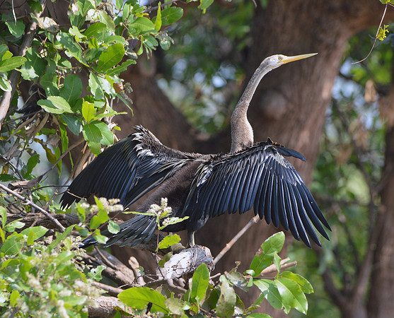 Oriental Darter