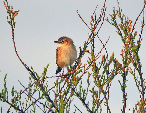 Fan-tailed Warbler