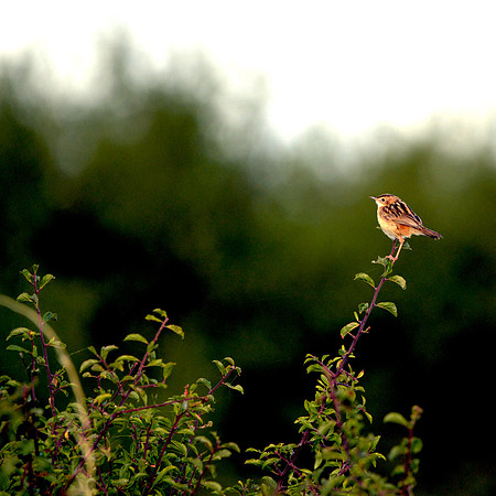 Fan-tailed Warbler