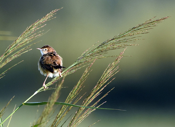 Fan-tailed Warbler
