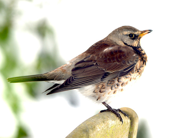 Fieldfare