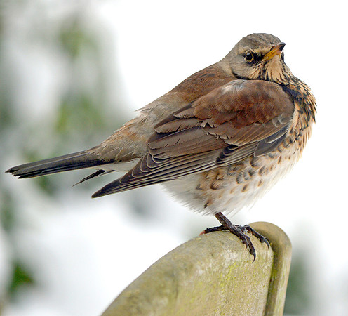 Fieldfare