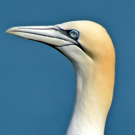 Gannet