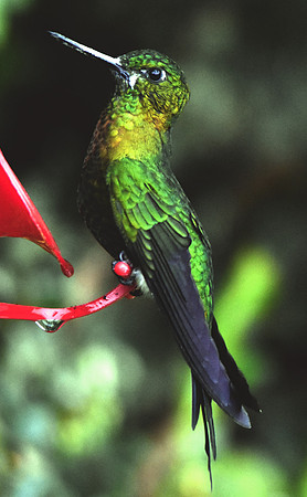 Golden Breasted Puffleg