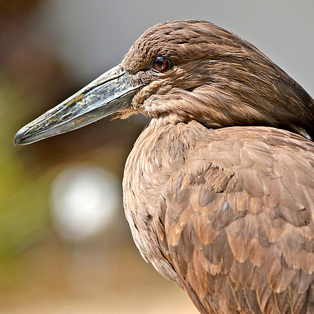 Hamerkop