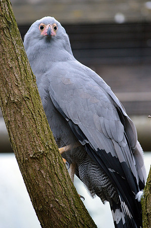 African harrier hawk