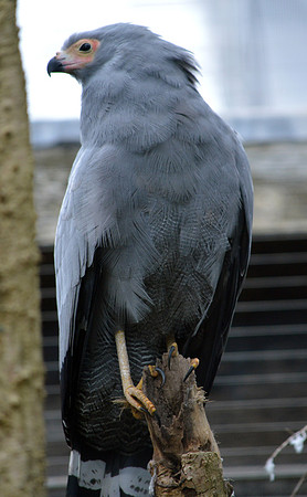 African harrier hawk