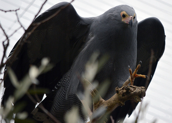 African harrier hawk