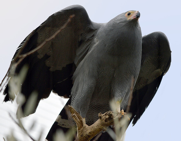 African harrier hawk