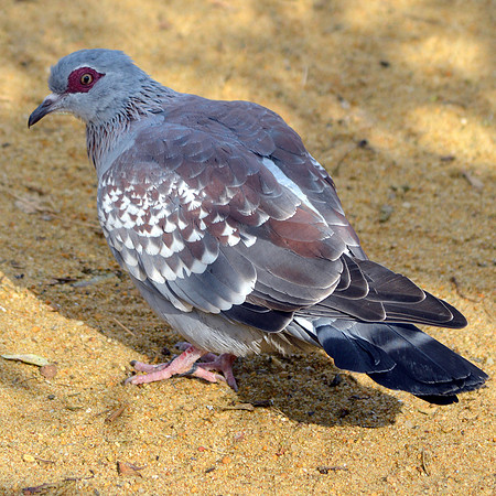 African rock dove
