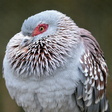 African rock dove