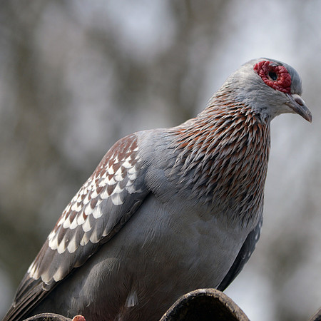 African rock dove