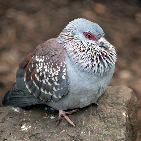 African rock dove