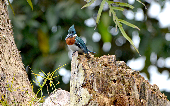 Amazon kingfisher