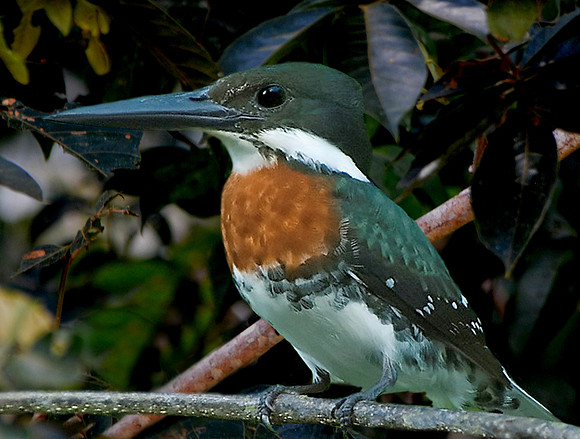 Amazon kingfisher