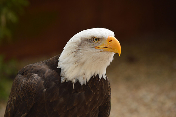 American bald eagle