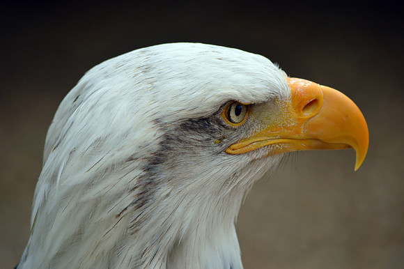American bald eagle