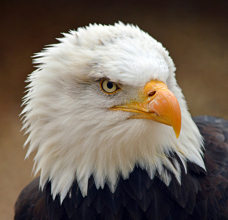 American bald eagle