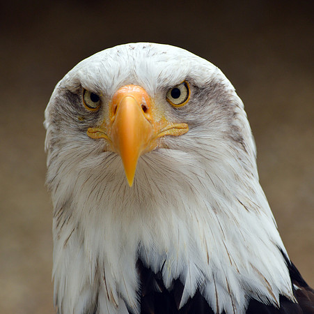 American bald eagle