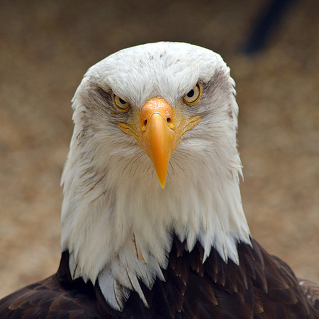 American bald eagle