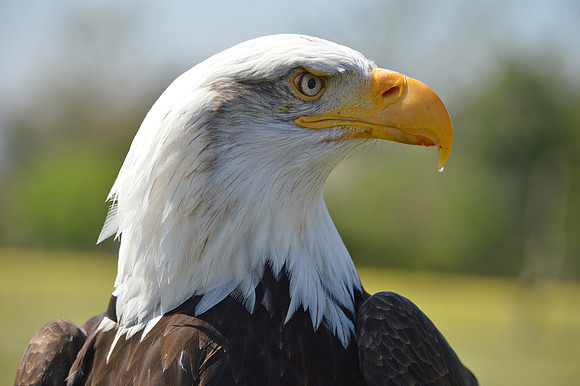American bald eagle