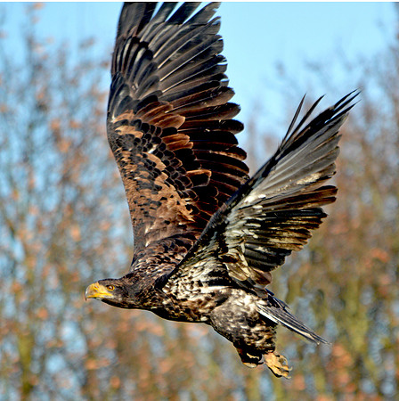 American bald eagle
