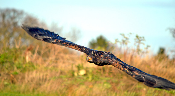 American bald eagle