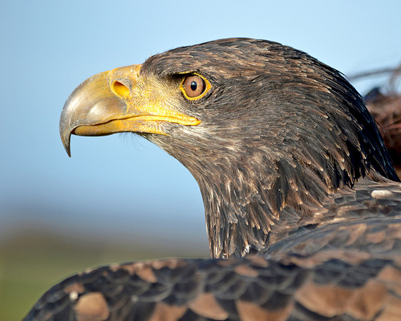 American bald eagle
