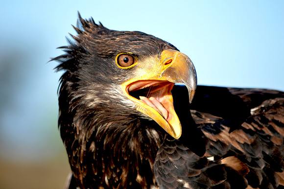 American bald eagle