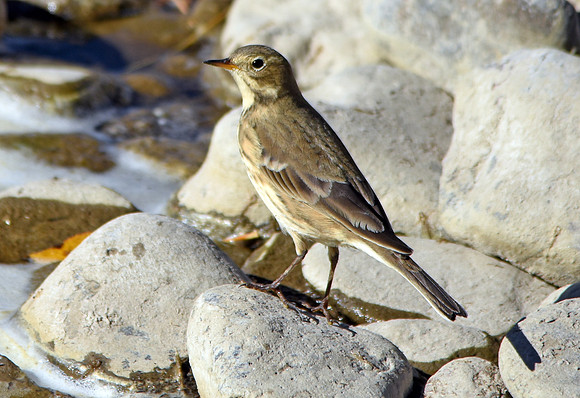 American pipit