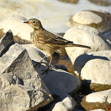 American pipit