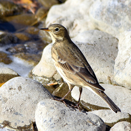 American pipit