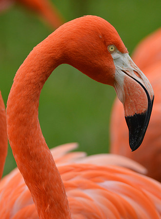 American flamingo