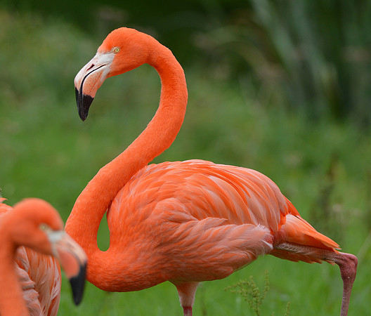 American flamingo