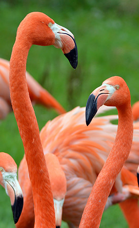 American flamingo