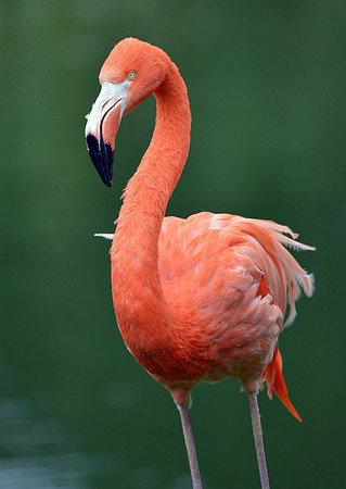 American flamingo