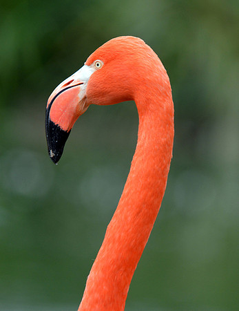 American flamingo