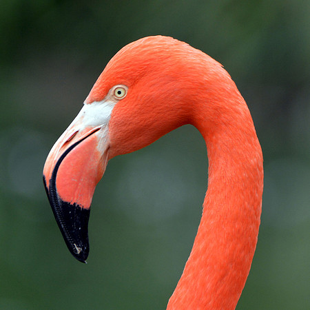 American flamingo