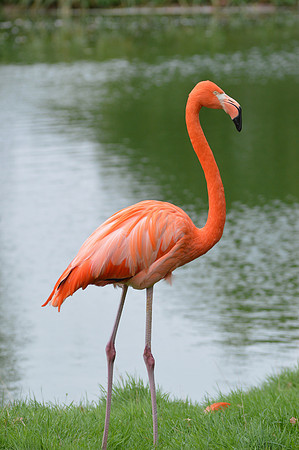 American flamingo