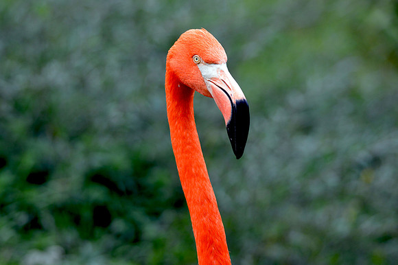 American flamingo