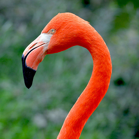 American flamingo