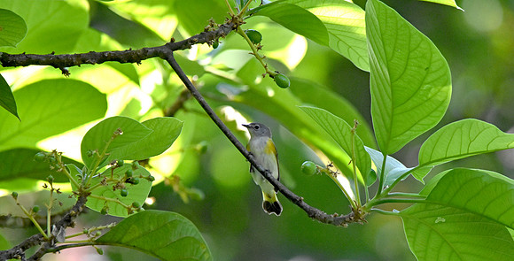 American Redstart