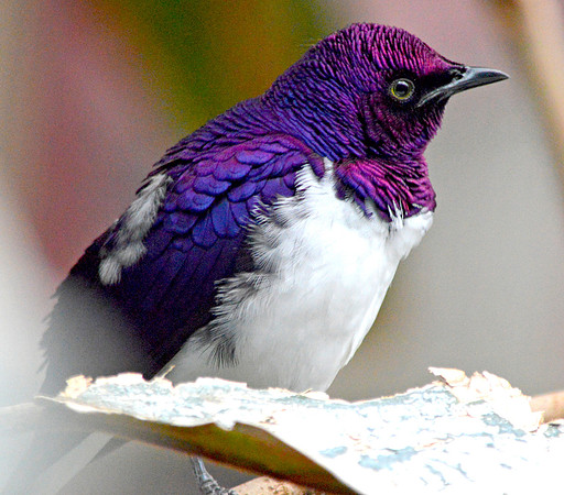 Amethyst starling