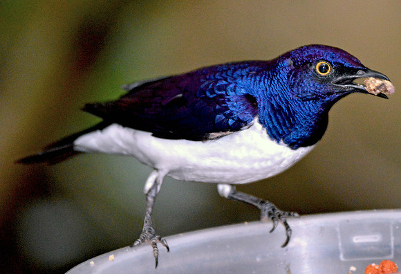 Amethyst starling