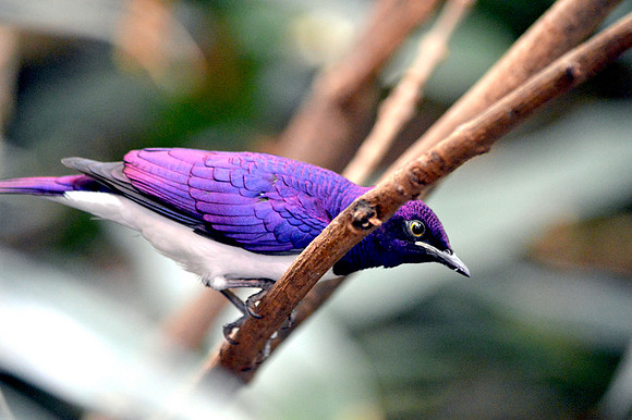 Amethyst starling