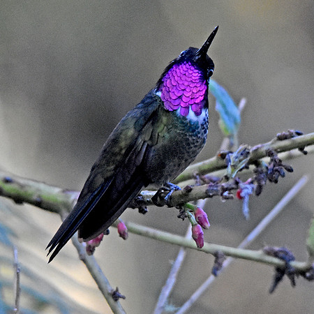 Amethyst throated sunangel