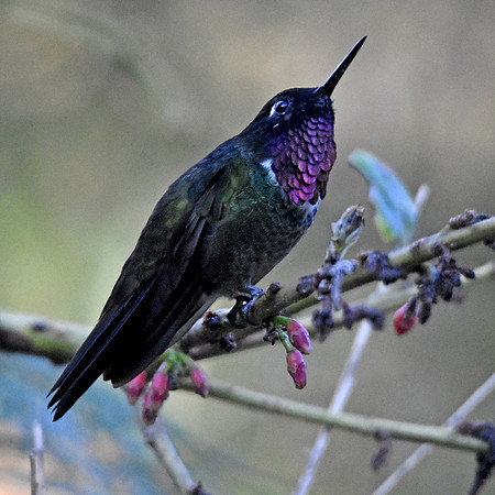 Amethyst throated sunangel