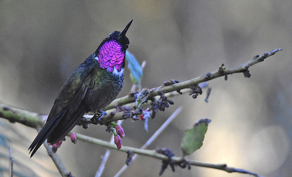 Amethyst throated sunangel